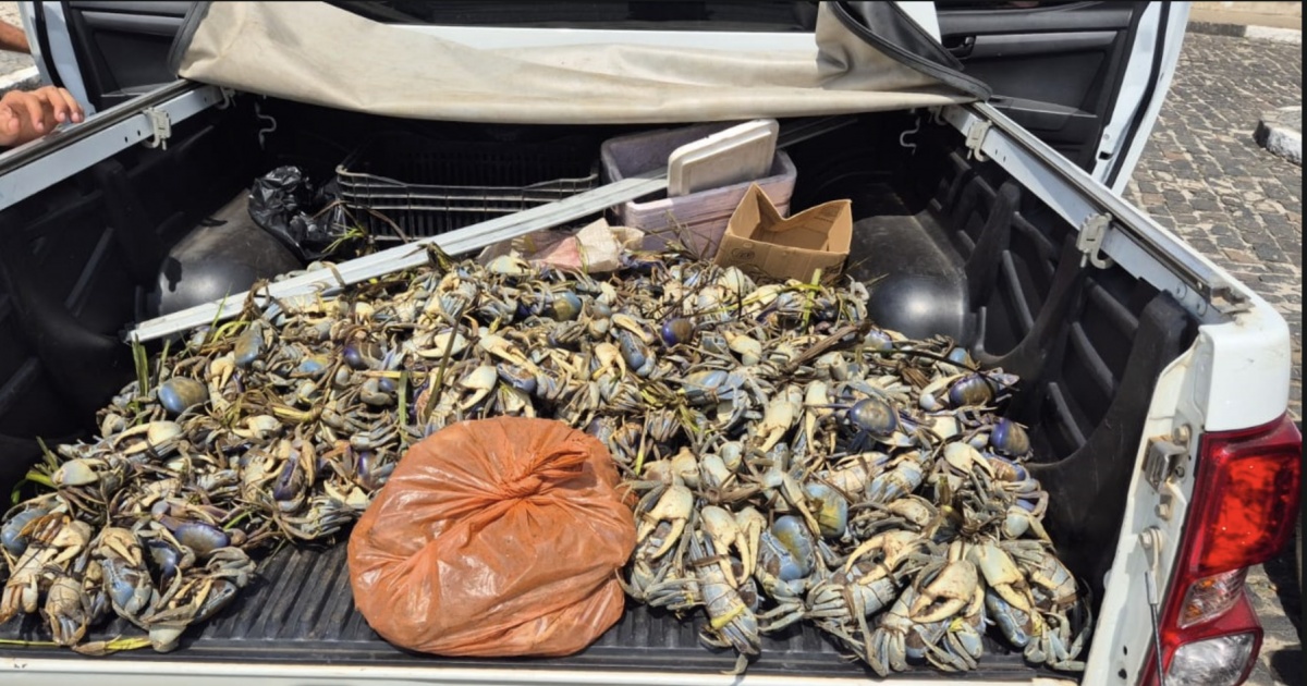 PM apreende mais de 1,5 mil caranguejos durante operação de defeso em Valença e Ituberá, na Bahia