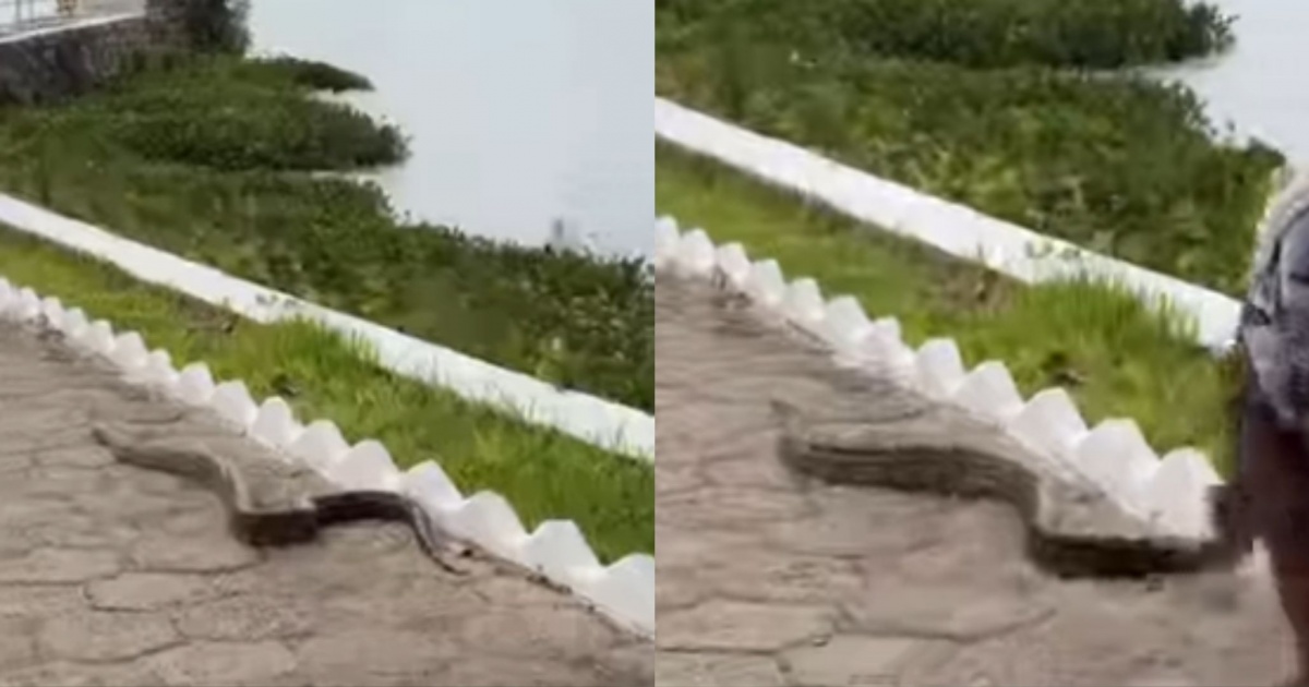 Cobra é flagrada em área de turistas no Parque Belvedere de Paulo Afonso